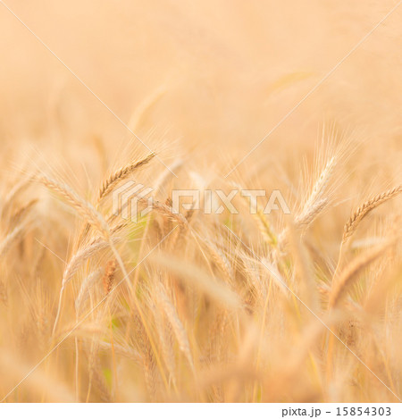 Wheat field. 15854303
