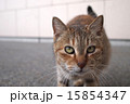 のら猫のクローズアップ 15854347