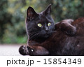 驚く黒猫 15854349