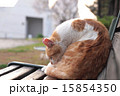 ベンチに座る猫 15854350