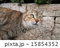 見上げる野良猫 15854352