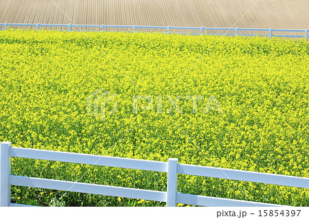 北海道 美瑛町 新栄の丘花畑 北海道 美瑛町 新栄の丘花畑 15854397
