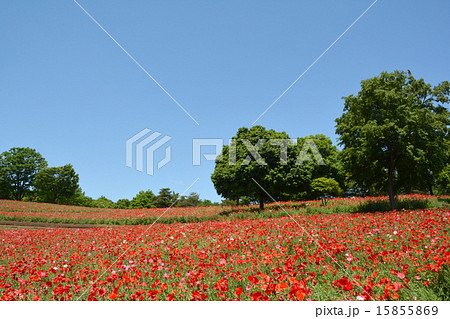 昭和記念公園 昭和記念公園 15855869