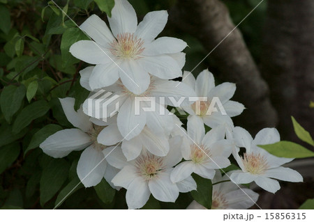 テッセン 15856315