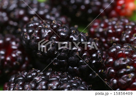 桑の実 15856409