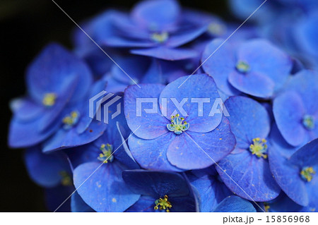 アジサイ　ハワイアン・ブルー 15856968