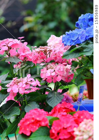 彩りの花 紫陽花 彩りの花 紫陽花 15856989