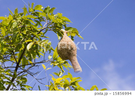 Baya weaver bird nest branch on tree Baya weaver bird nest branch on tree 15856994