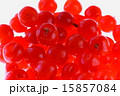 ユスラウメ ユスラウメ 15857084