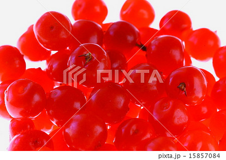 ユスラウメ ユスラウメ 15857084