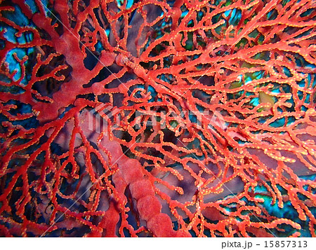 イソバナ 15857313