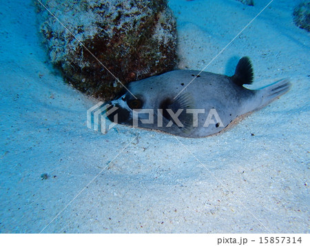 コクテンフグ　水中写真　沖縄の海 15857314