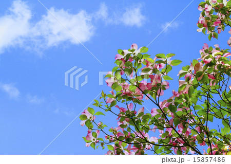 ハナミズキ 15857486