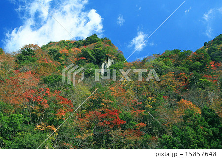 香落渓　紅葉 15857648