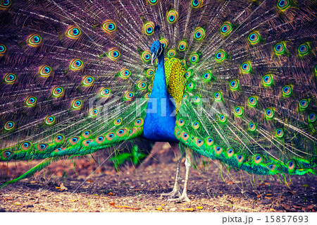 Wild peacock in tropical forest with feathers out 15857693