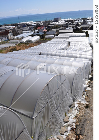 イチゴハウス イチゴハウス 15858003