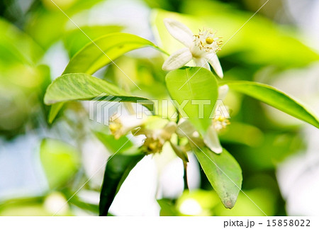 ナツミカンの花 15858022