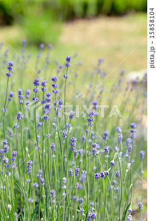 Lavender flowers Lavender flowers 15858104