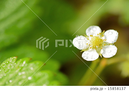 ワイルドストロベリーの花 ワイルドストロベリーの花 15858137