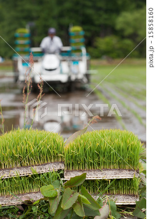 田植え 15858160