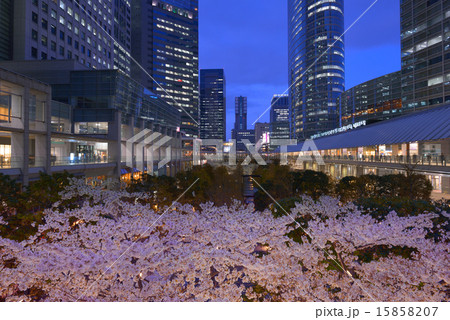 品川インターシティの桜の写真素材