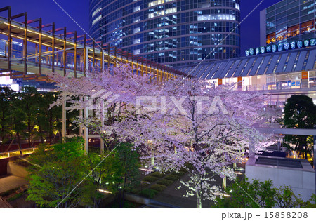 品川インターシティの桜の写真素材