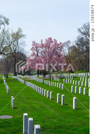 Cherry blossom at the Arlington Cemetery 15858674