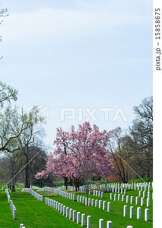 Pink flowers at Arlington Cemetery 15858675