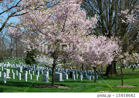 Pink cherry tree at the Arlington Cemetery Pink cherry tree at the Arlington Cemetery 15858682
