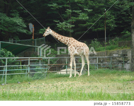 キリン キリン 15858773