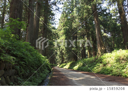 栃木県　新緑の日光杉並木 15859208