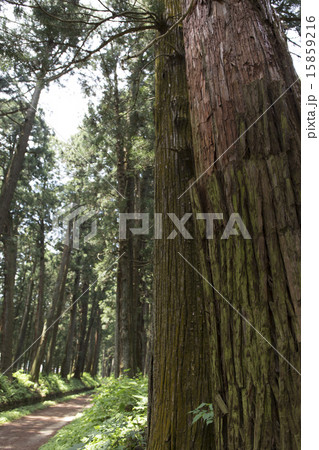 栃木県 新緑の日光杉並木 栃木県 新緑の日光杉並木 15859216