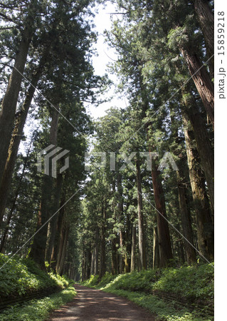 栃木県 新緑の日光杉並木 栃木県 新緑の日光杉並木 15859218