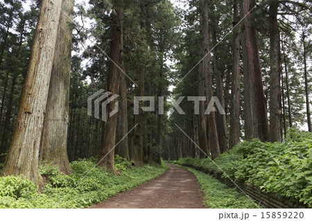 栃木県 新緑の日光杉並木 栃木県 新緑の日光杉並木 15859220
