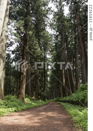 栃木県　新緑の日光杉並木 15859222