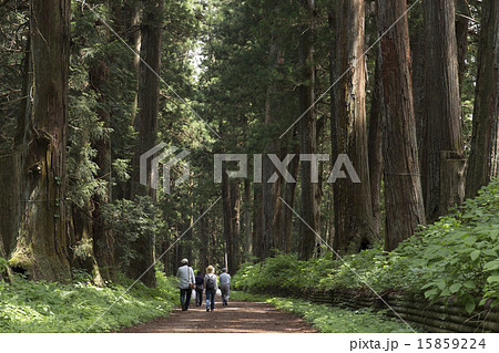 栃木県　新緑の日光杉並木 15859224