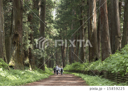 栃木県　新緑の日光杉並木 15859225