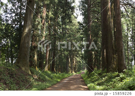 栃木県 新緑の日光杉並木 栃木県 新緑の日光杉並木 15859226