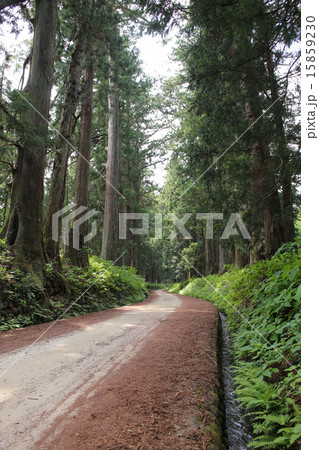 栃木県　新緑の日光杉並木 15859230