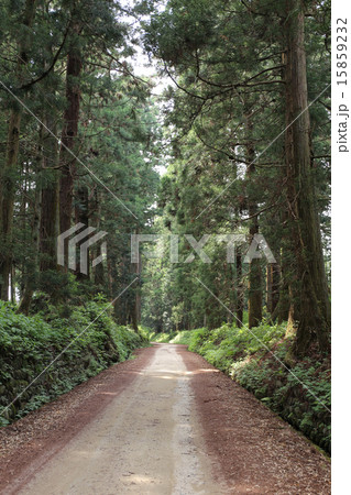 栃木県　新緑の日光杉並木 15859232