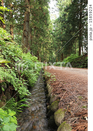 栃木県 新緑の日光杉並木 栃木県 新緑の日光杉並木 15859234