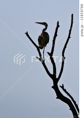 grey heron grey heron 15859788