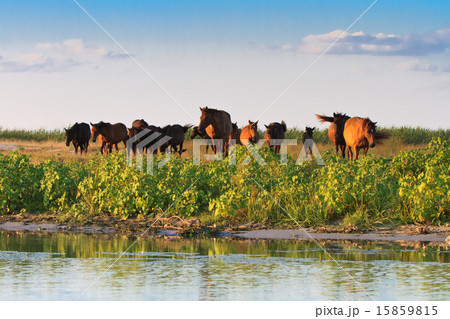 horses on the edge of a channel of water horses on the edge of a channel of water 15859815