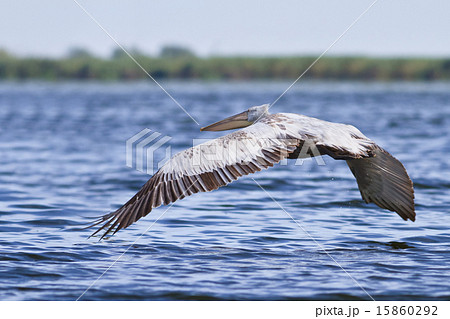 Dalmatian Pelican (Pelecanus crispus) 15860292