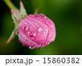 flowers apple 15860382