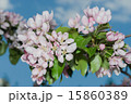 flowers apple 15860389