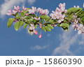 flowers apple 15860390