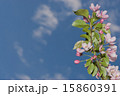 flowers apple 15860391