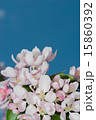 flowers apple 15860392