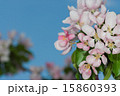 flowers apple 15860393